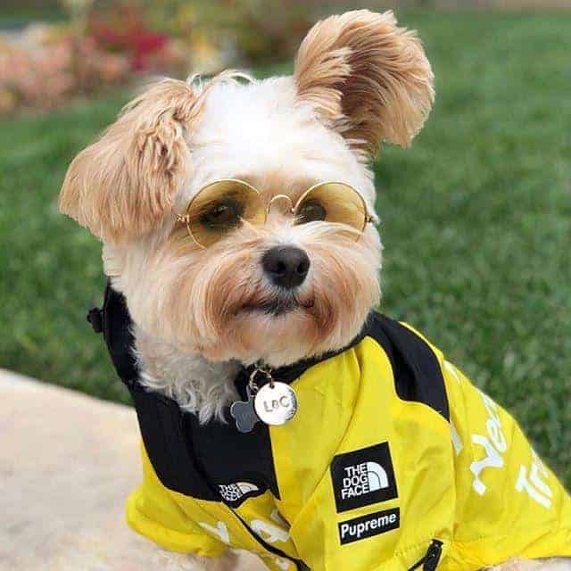 Dog Windbreaker