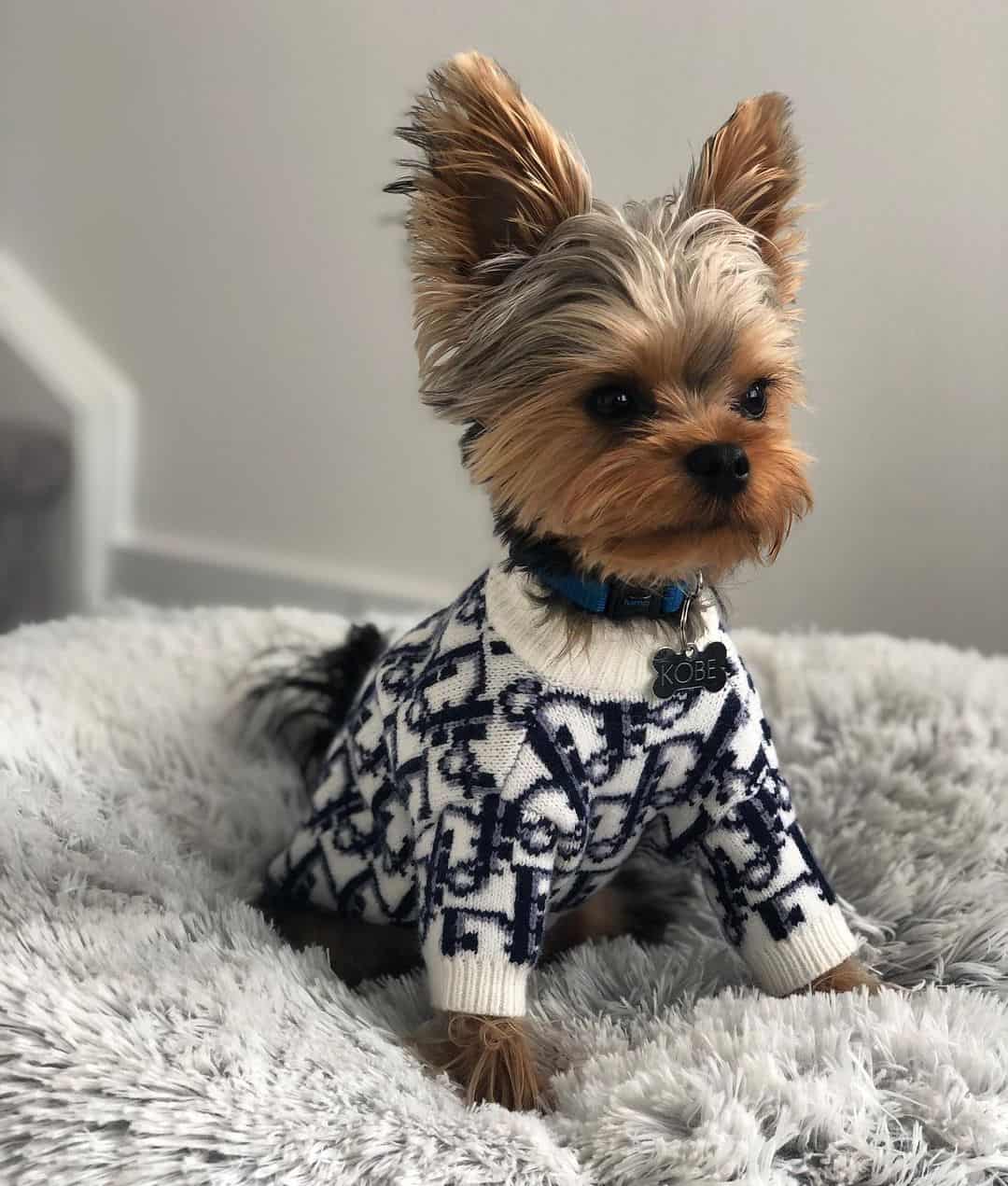 Diordog Sweater