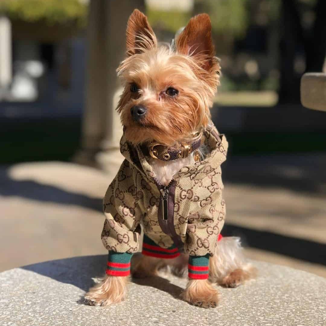 Stylish Dog Hoodie
