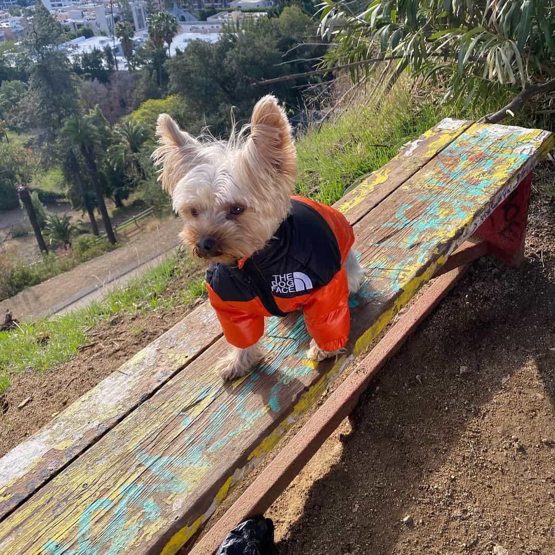 The Dog Face Jacket