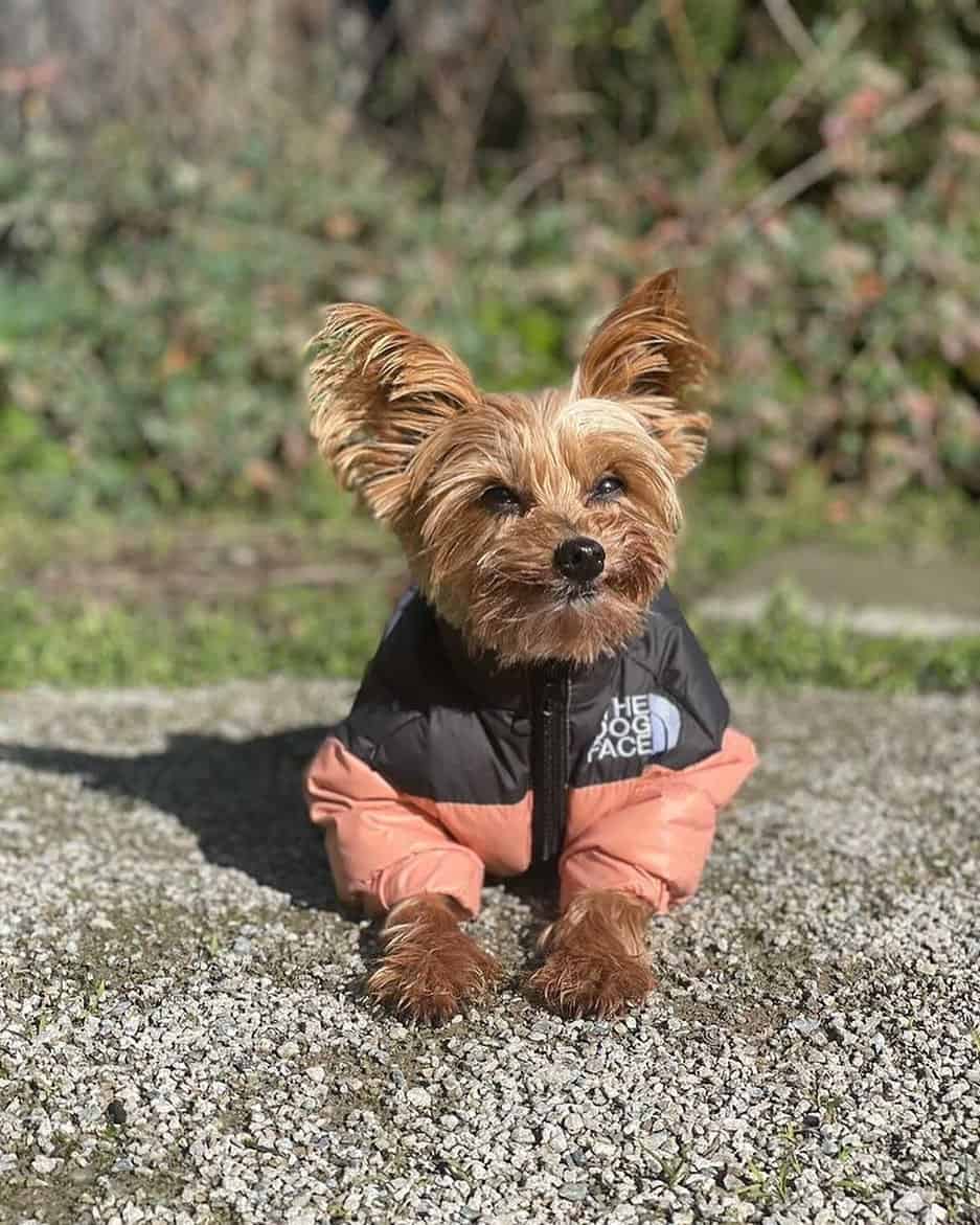 The Dog Face Jacket