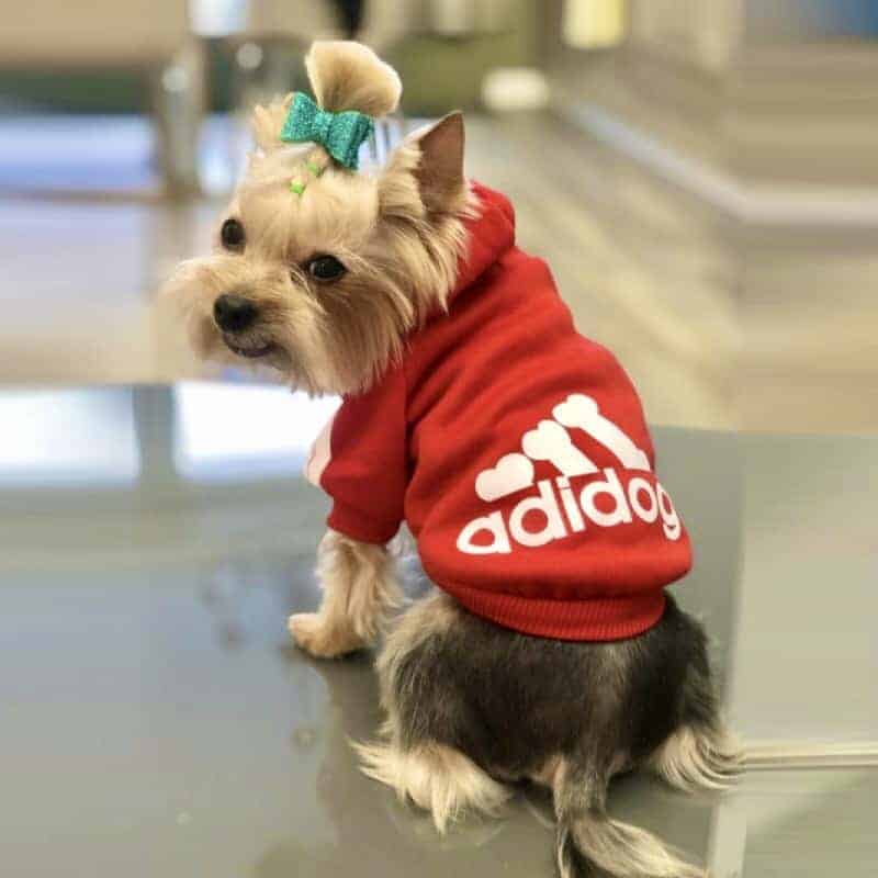Maltese Adidog Hoodie