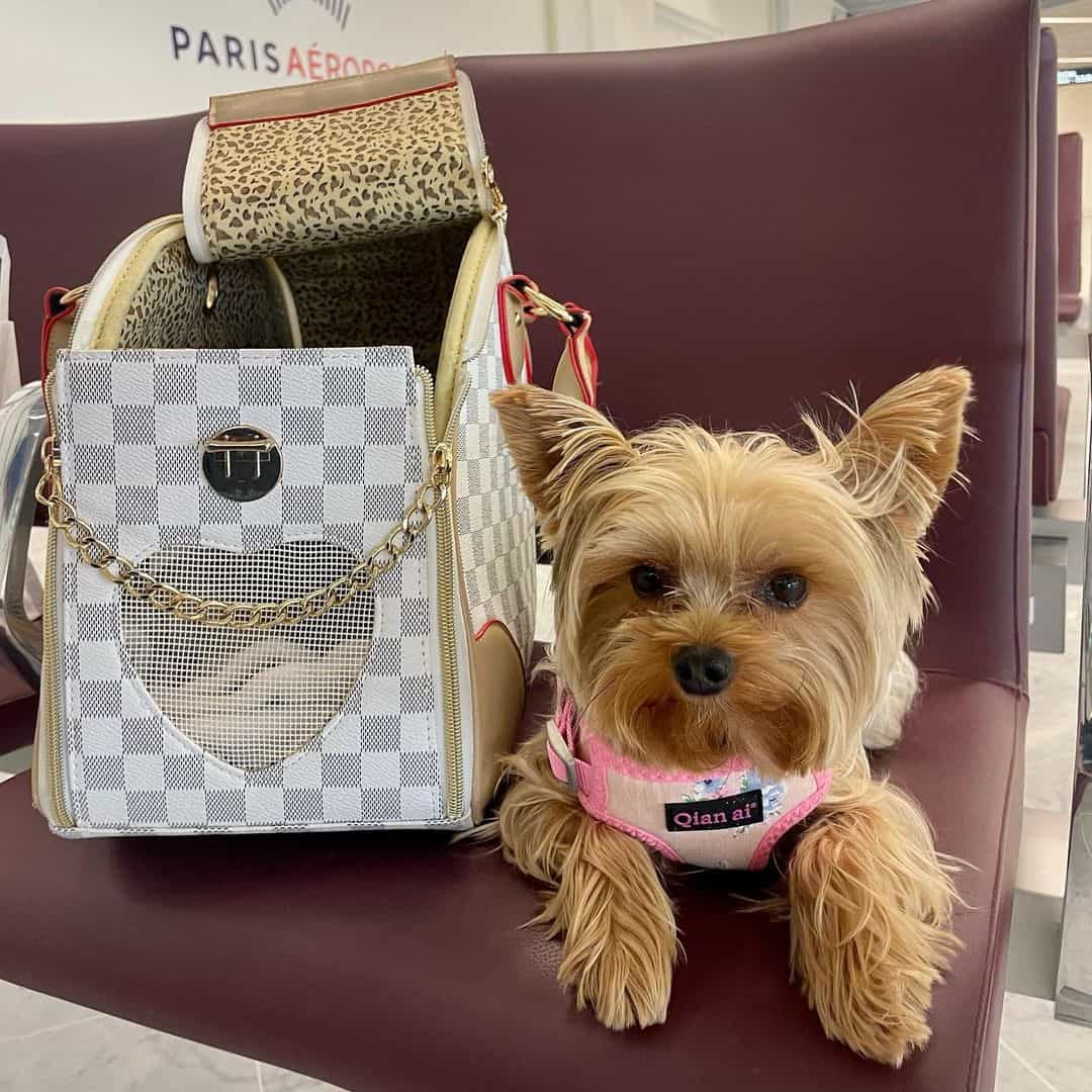 Dog Luxury Transporter