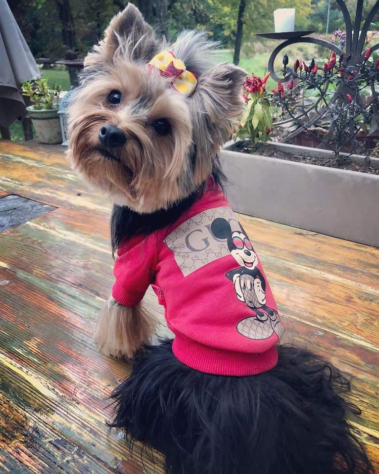 Pawcci Red Maltese Sweater