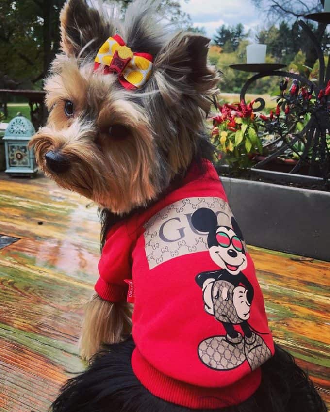 Pawcci Red Maltese Sweater