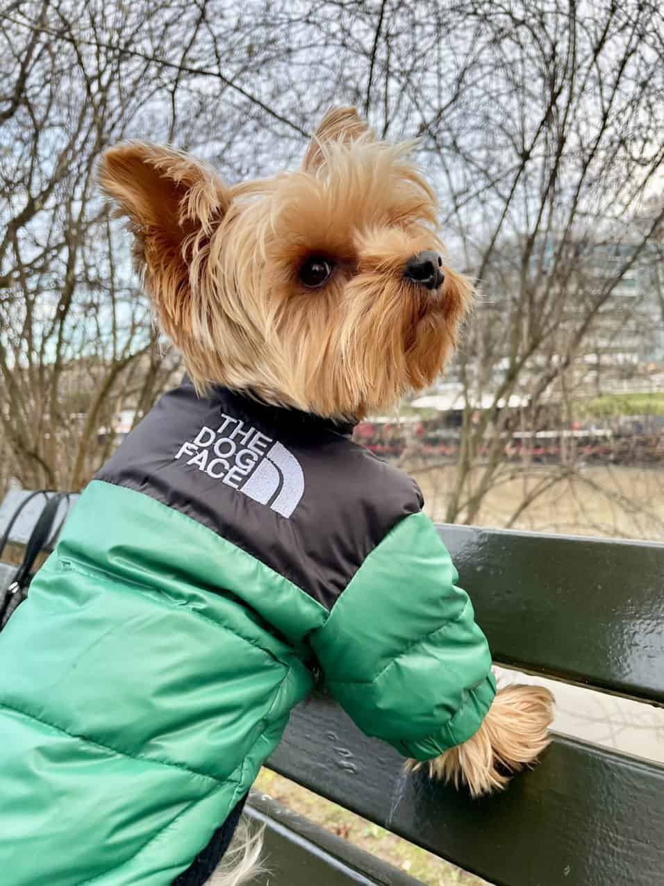The Dog Face Jacket