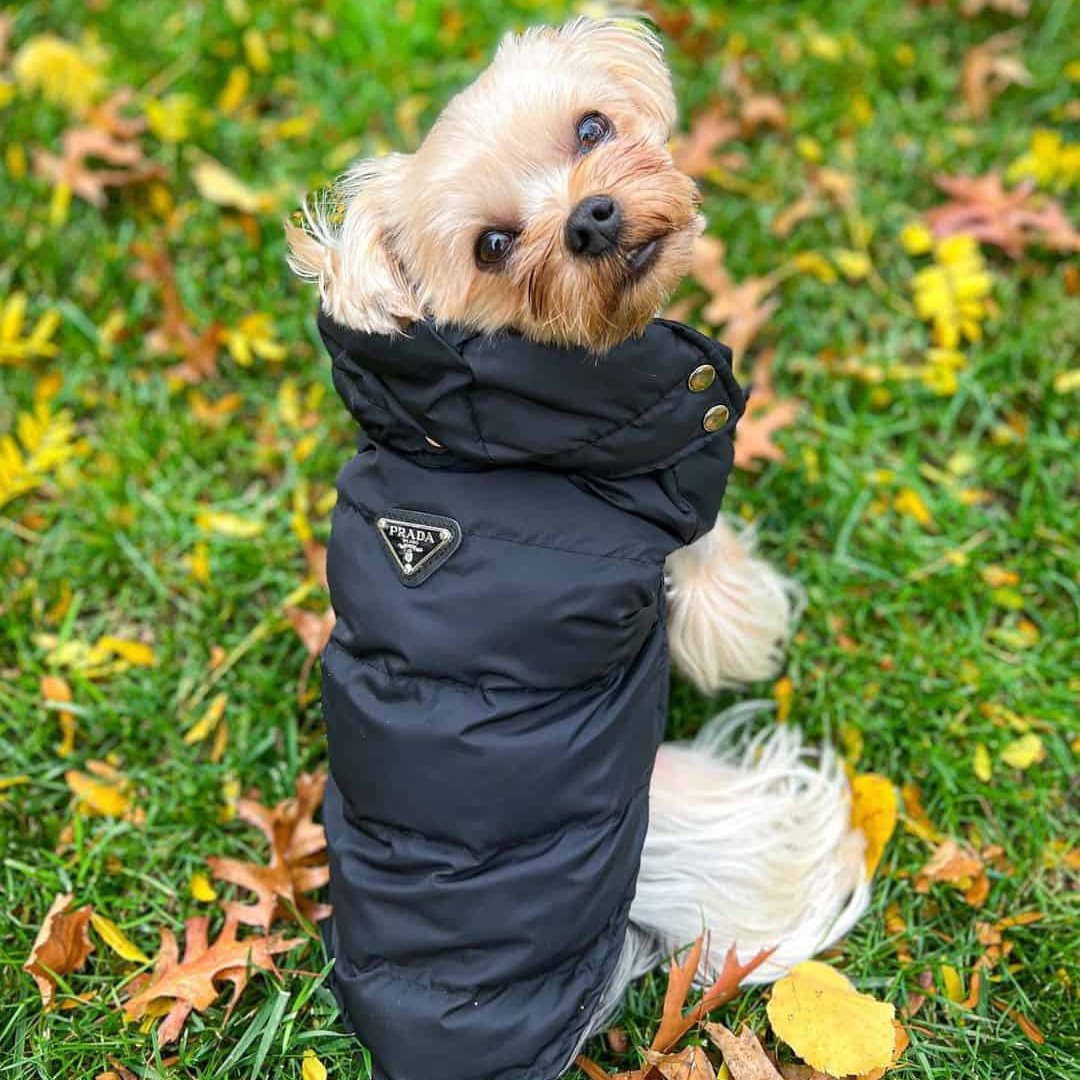 Pawda Dog Vest