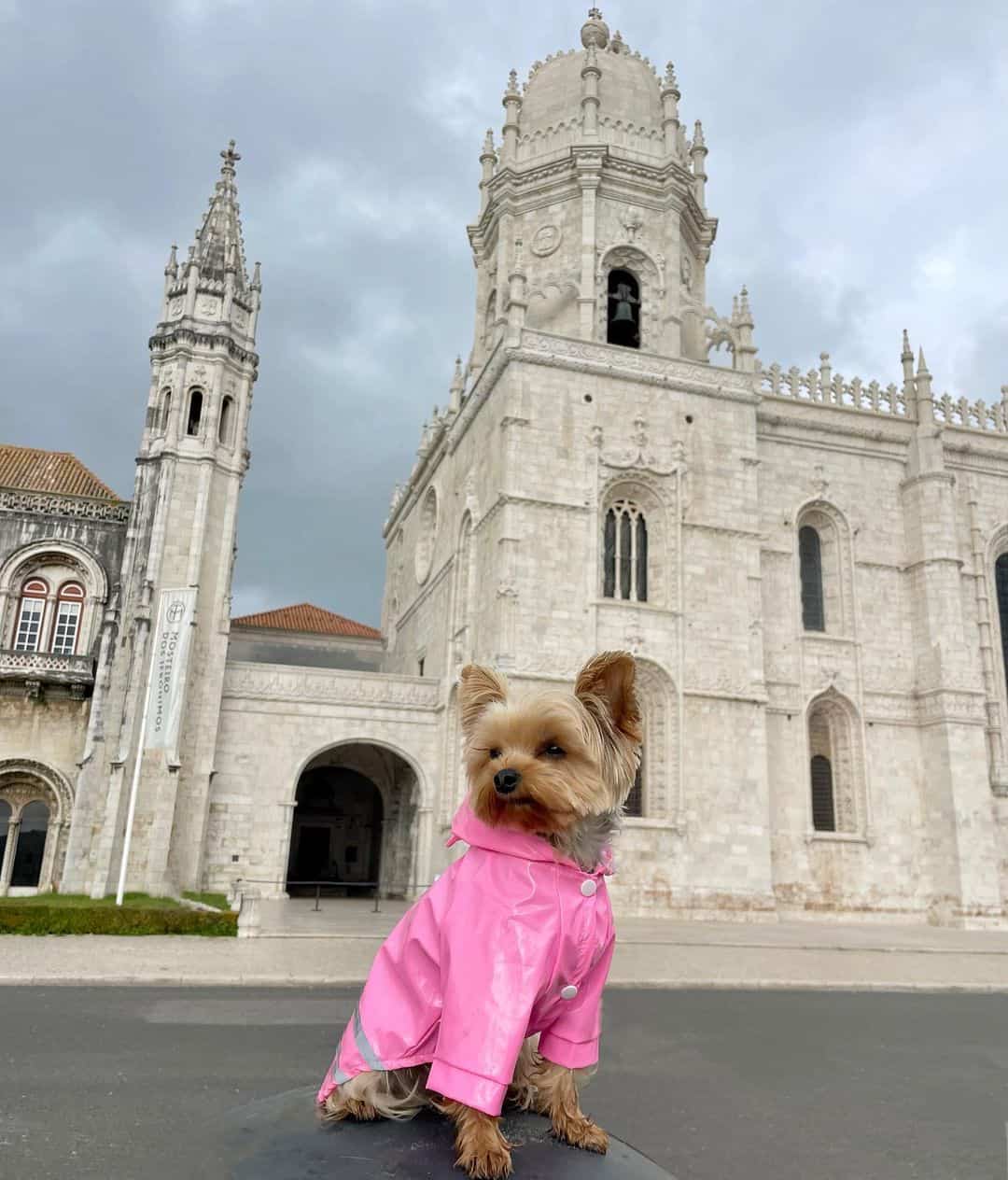 Dog Raincoat