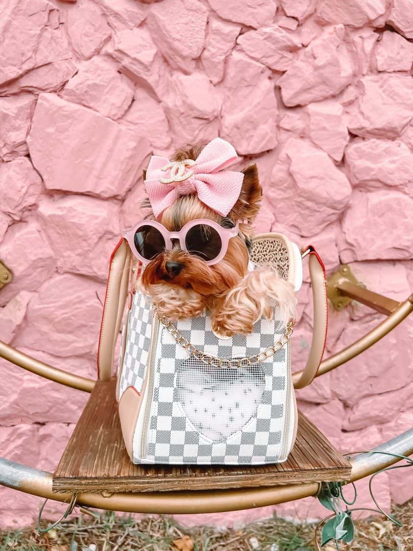 Dog Luxury Transporter