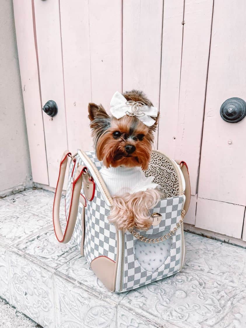 Dog Luxury Transporter