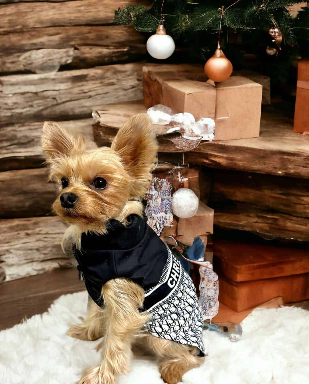 Designer Diordog Vest