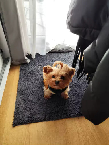 Maltese Teddy Jacket