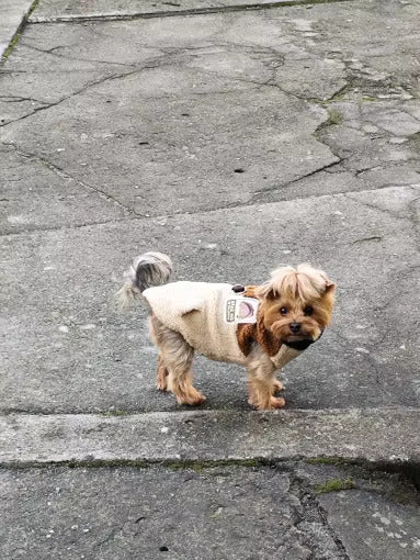 Maltese Teddy Jacket