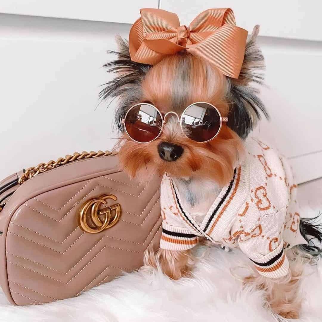 Dog Designer GG Sweater