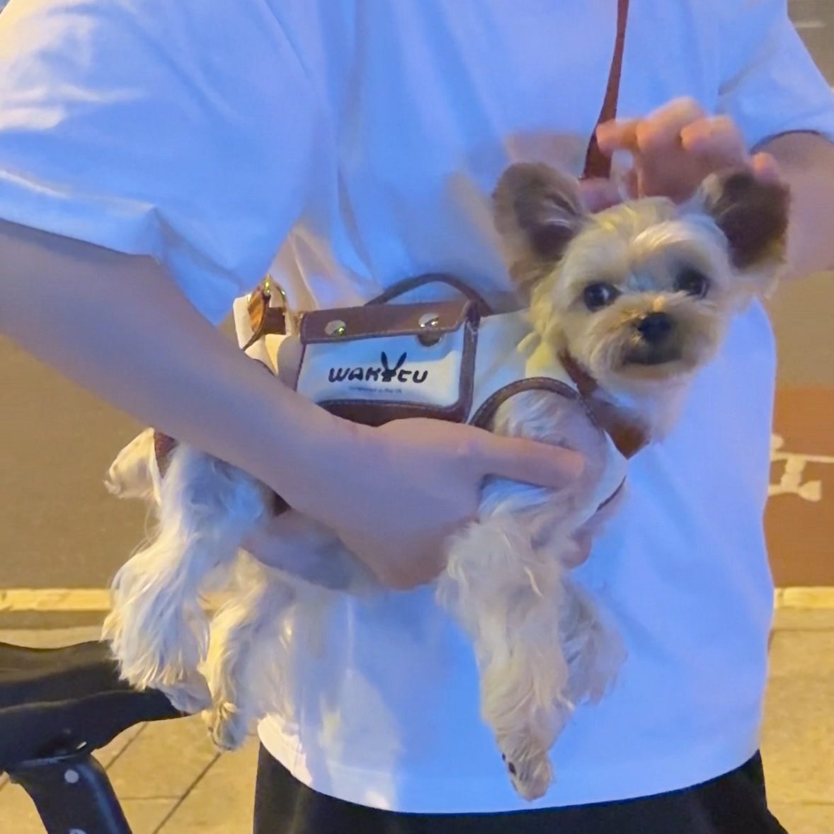 Pet Carry Bag