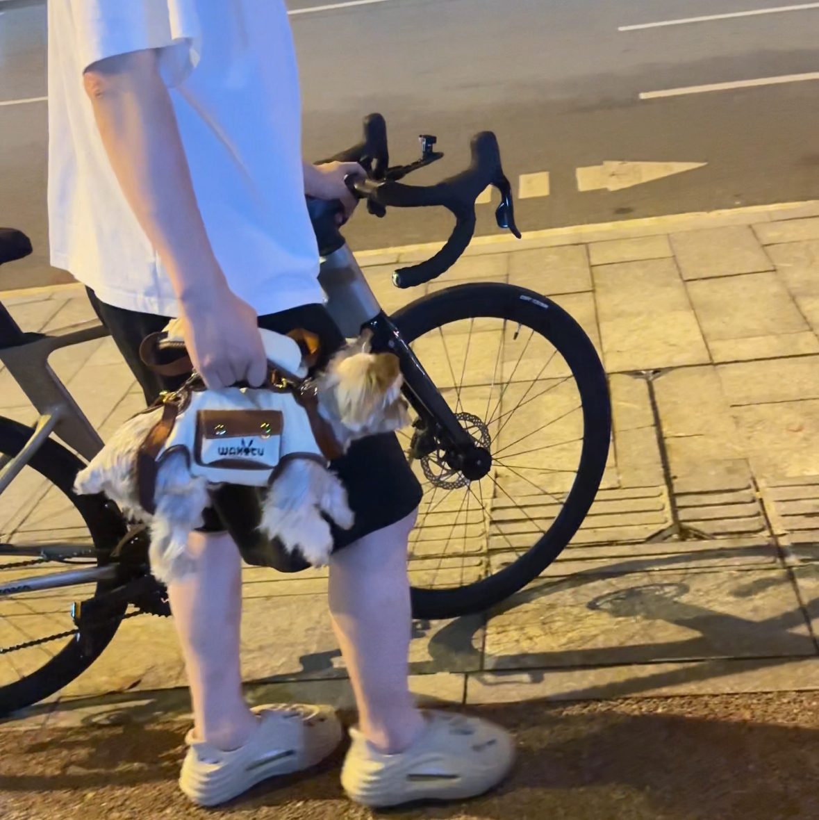 Pet Carry Bag