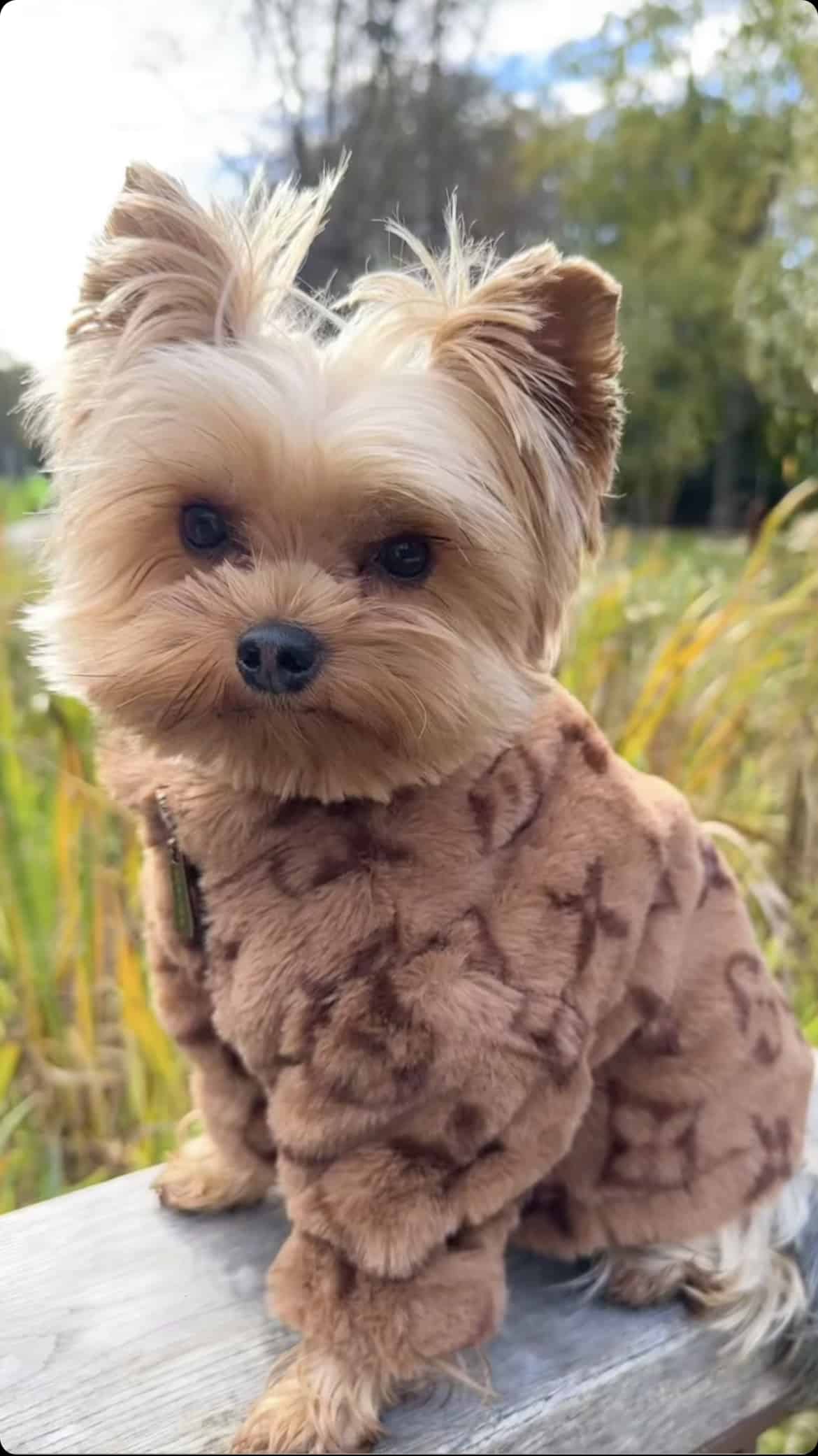 Chewy V Faux Fur Coat
