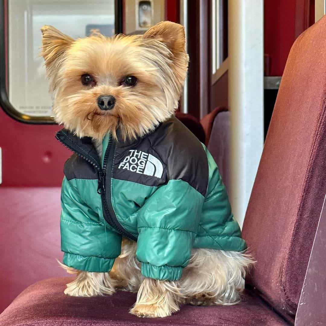 The Dog Face Jacket