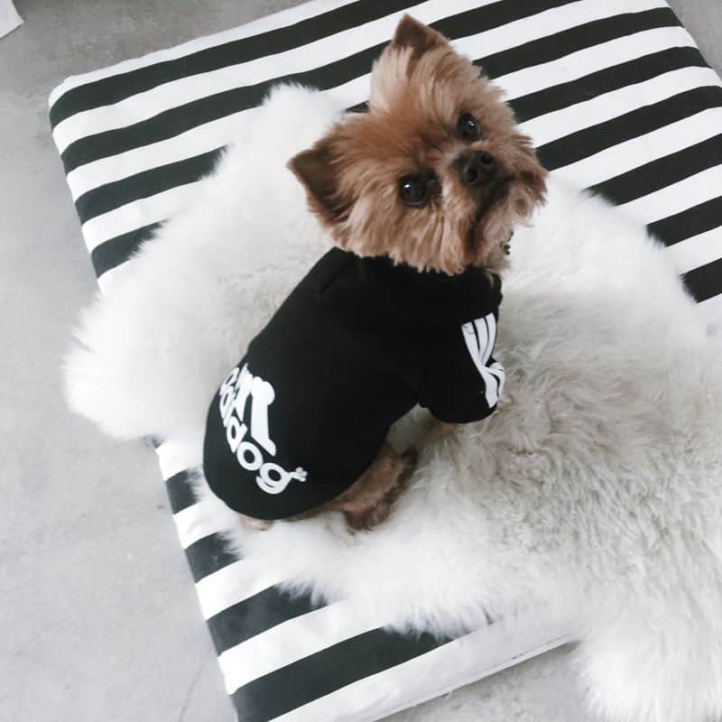 Maltese Adidog Hoodie