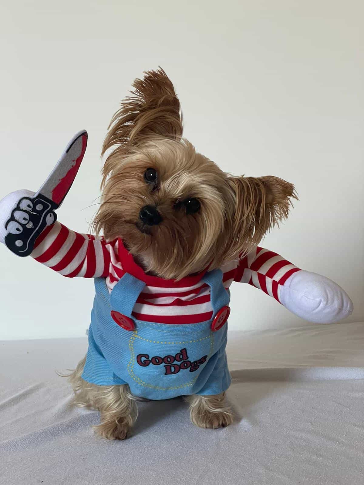 Funny Dog Costume