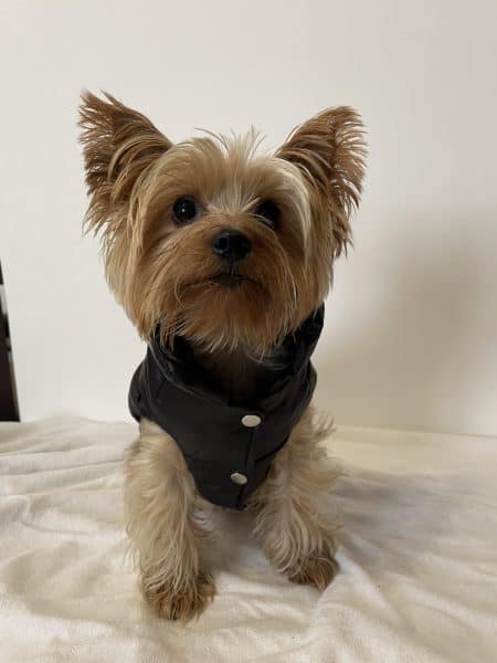Monck Vest Jacket