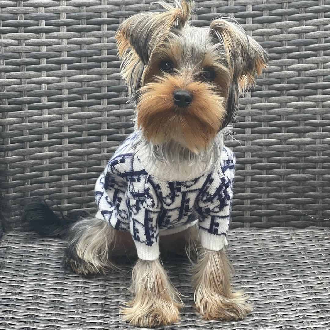 Diordog Sweater