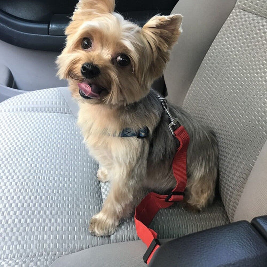 Dog Safety Belt