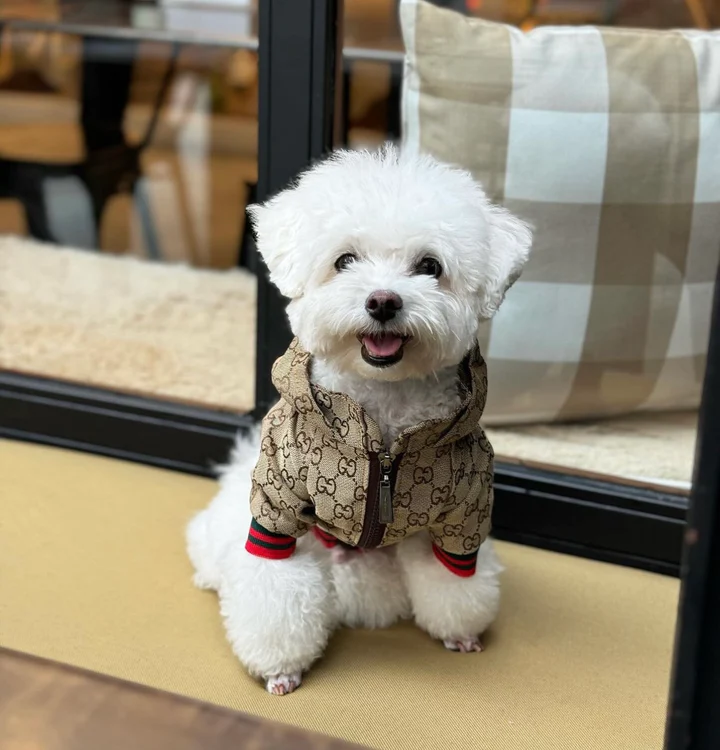 Stylish Dog Hoodie