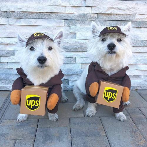 UPS Maltese Costume